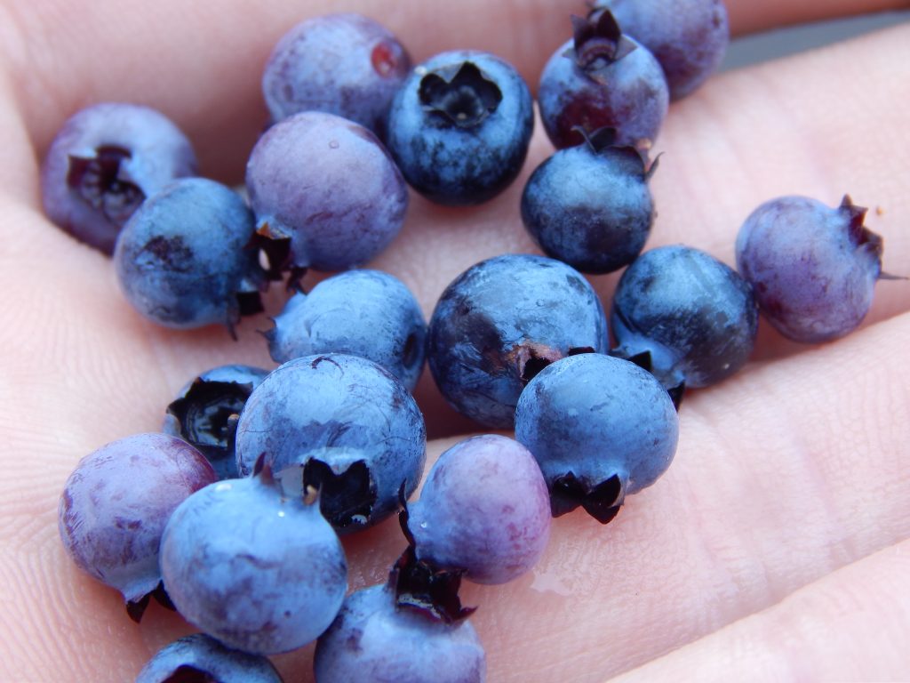 Image of person holding blueberries in hand