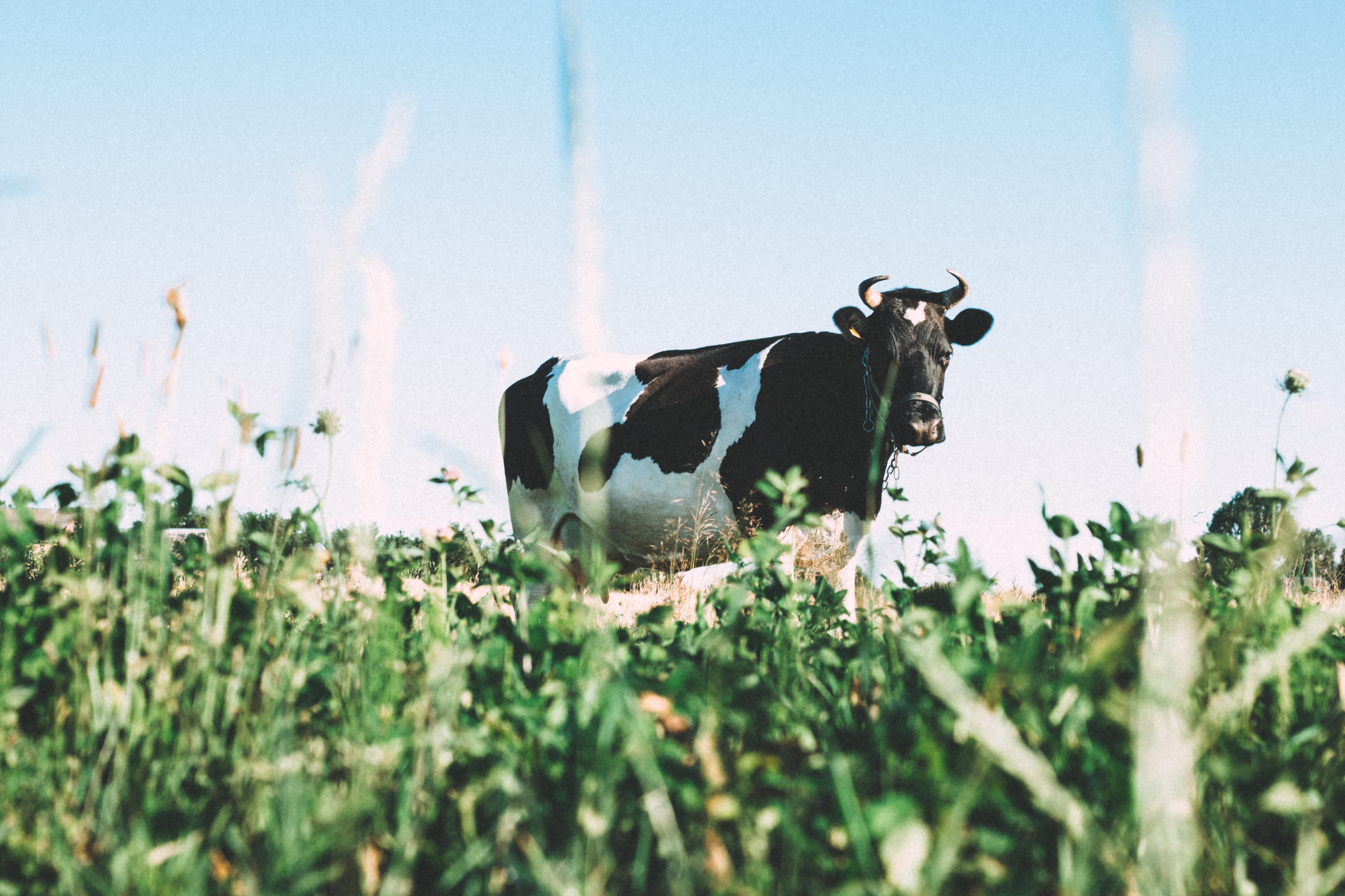 Cow Grazing | Our PainPoints | Photo by Angelina Litvin on Unsplash