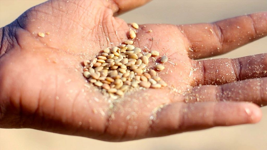 Lentils Masoor Dal | Our PainPoints | Photo by Oxlaey.com on Flickr